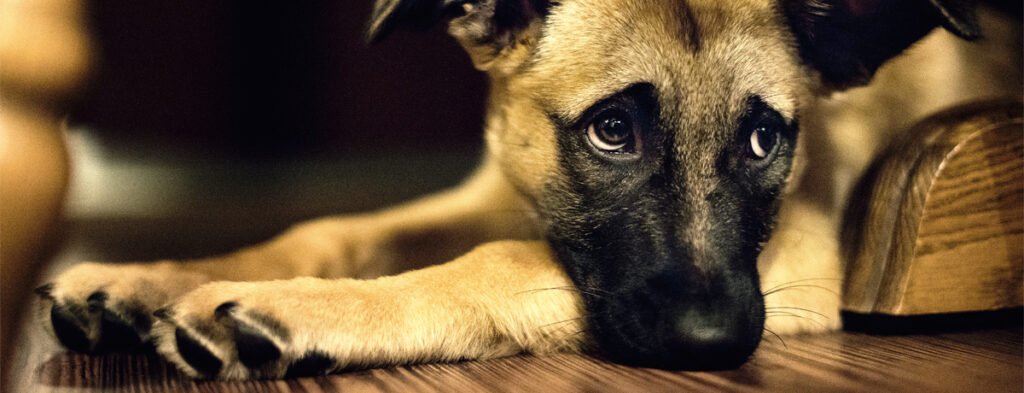 perro