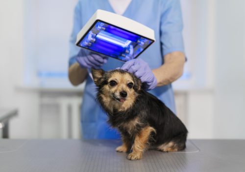 Tecnología al servicio de tu mascota: diagnóstico avanzado en Veterinaria Florida