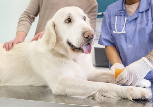 Cómo cuidar a una mascota mayor: guía para una vejez saludable
